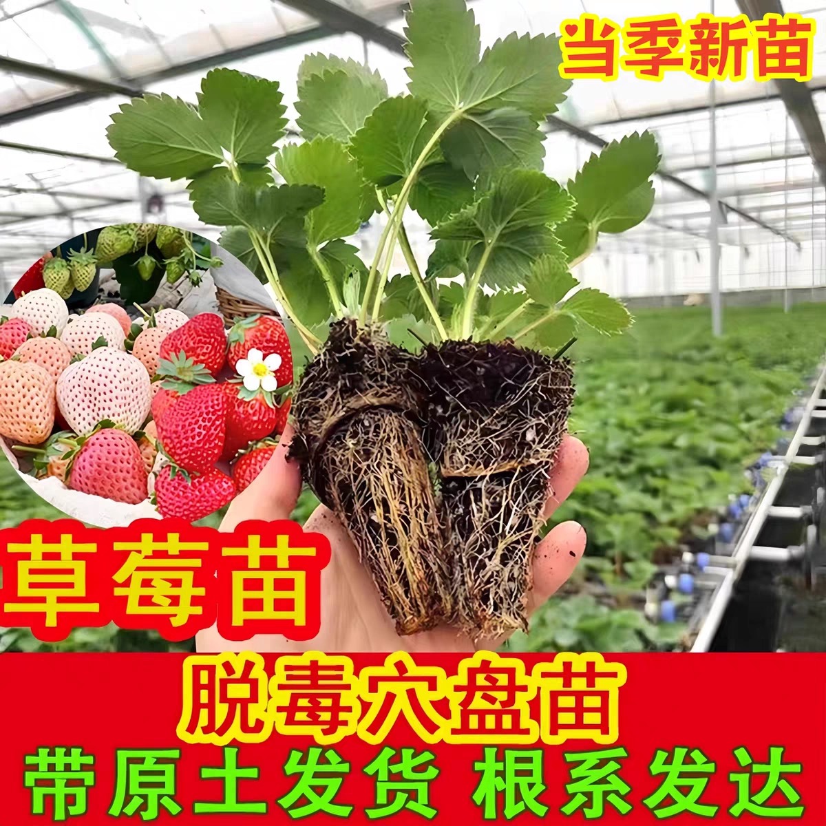 薛大一草莓脱毒穴盘苗当季精选优质新苗好养活南北方阳台草莓苗