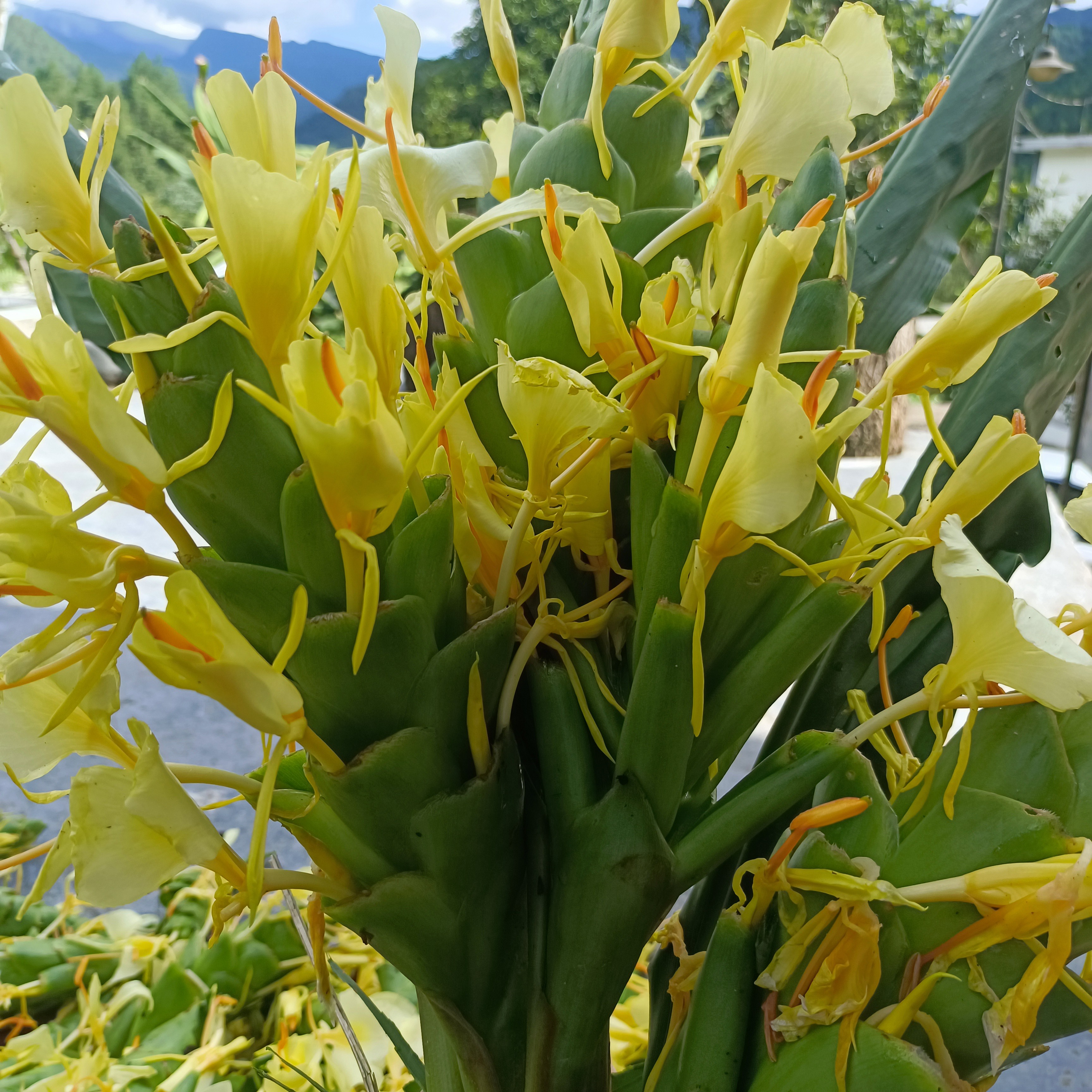 贵州野生干草果花草角花炖肉煲汤卤菜做辣椒面自然晒干
