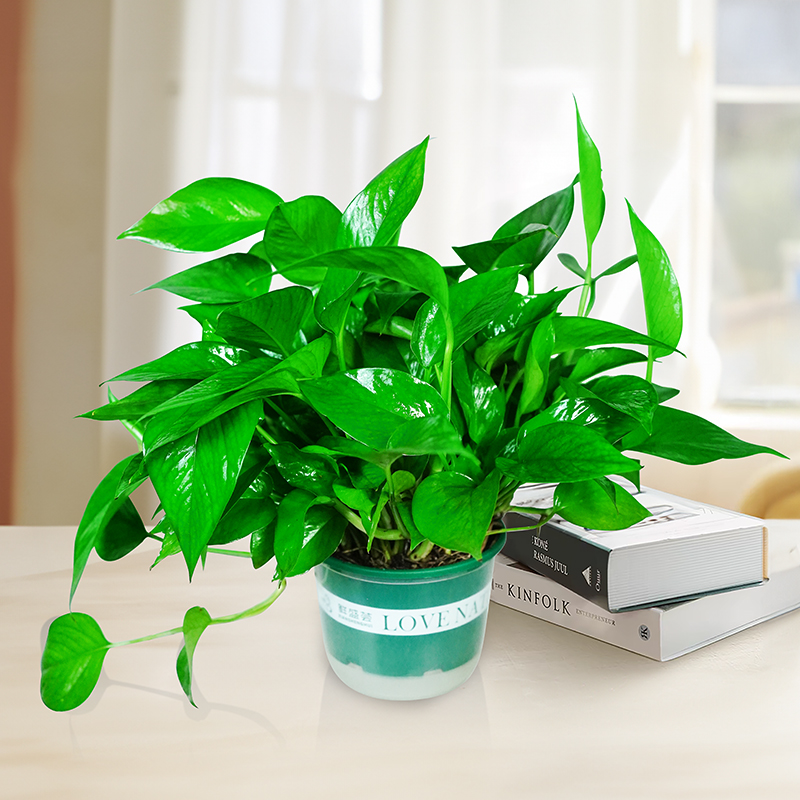 绿植盆栽室内批发直播绿色加仑盆绿萝基地四季常青好养易活绿植
