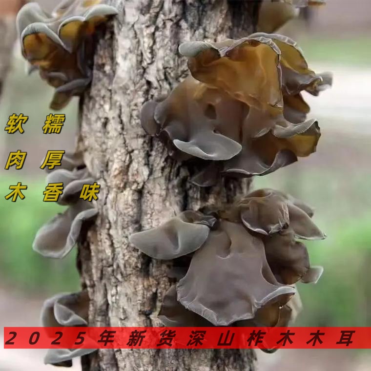 东北林区木杆子木耳黄木耳软糯肉质鲜美肉质肥厚