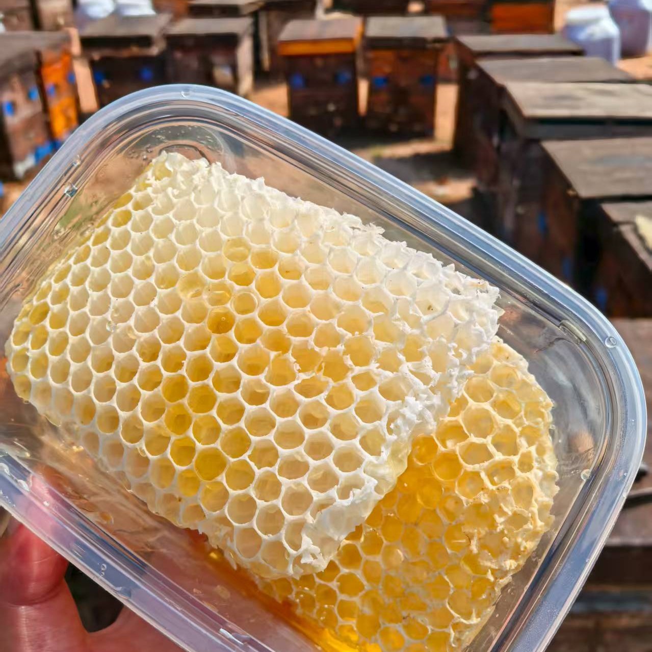 (少蜜版）蜂巢蜜  天然蜂巢胚  蜂巢胚 蜂巢脾 蜂巢  坠蜜脾