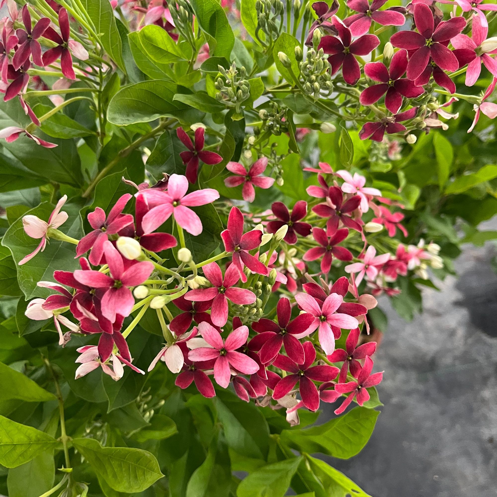 使君子耐高温 浓香花卉盆栽水君子四季植物庭院阳台花园开花