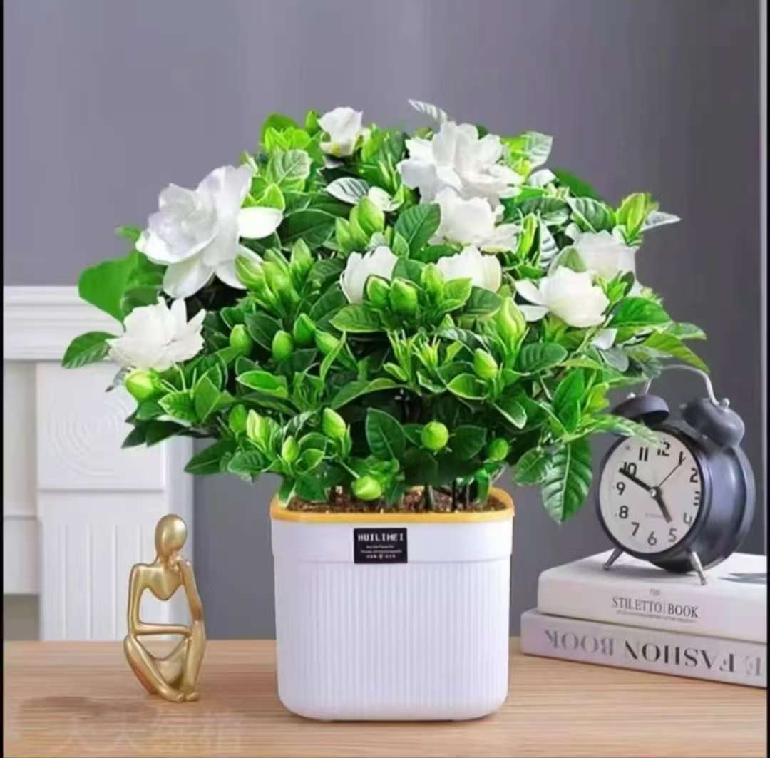 230栀子花带花苞栀子花盆栽花卉植物室内水培桌面绿植四季好养