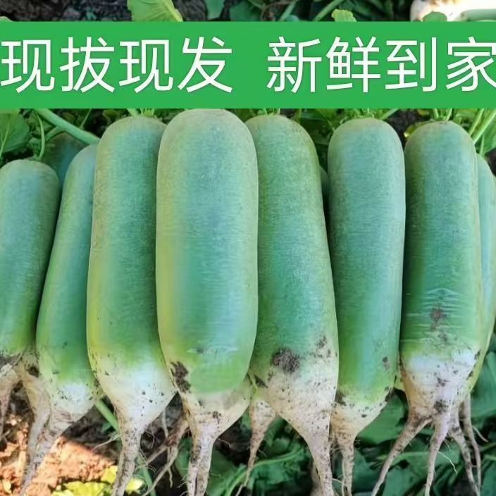 黑龙江水果罗卜青萝卜农家菜园种植微带土现拔现发货新鲜到家