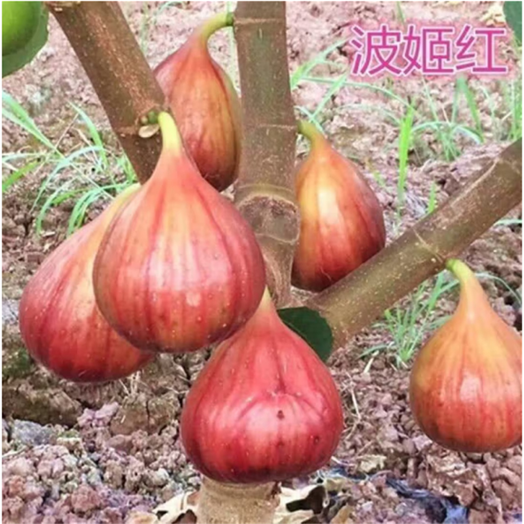 无花果树果苗带果盆栽树苗波姬红特大果南北方四季巴劳奈果树耐寒
