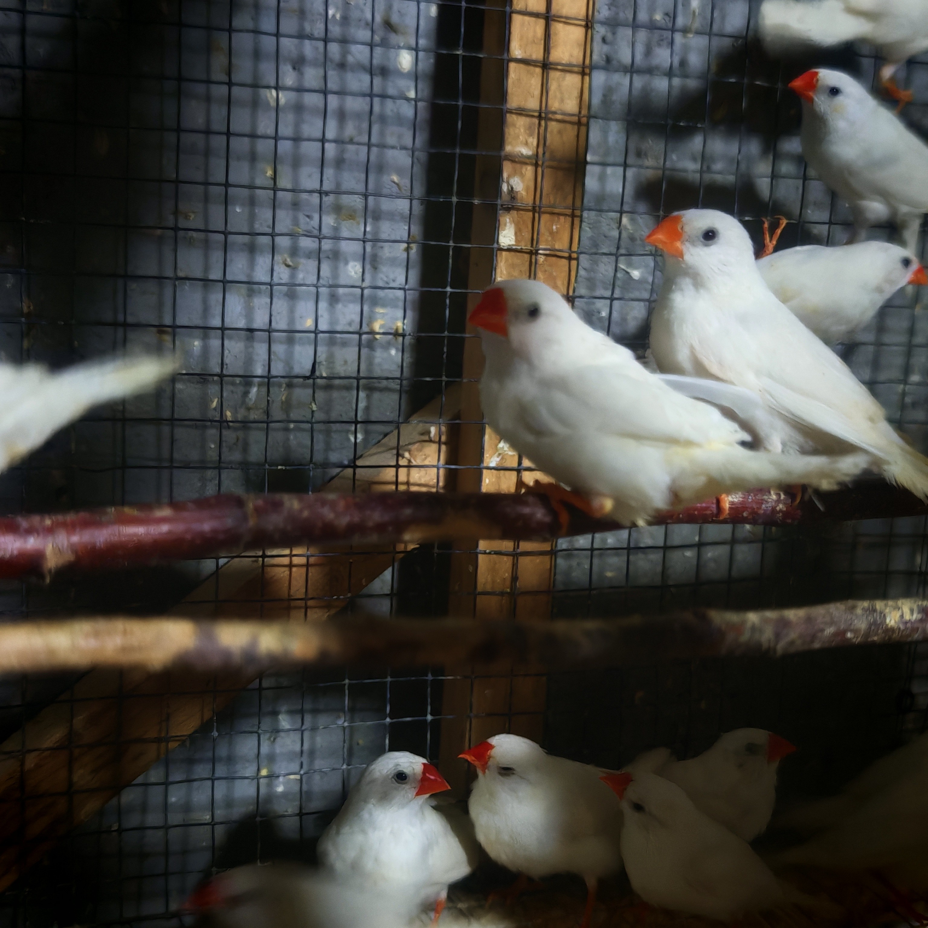 灰色+白色+驼色珍珠鸟，斑胸草雀，活体宠物鸟