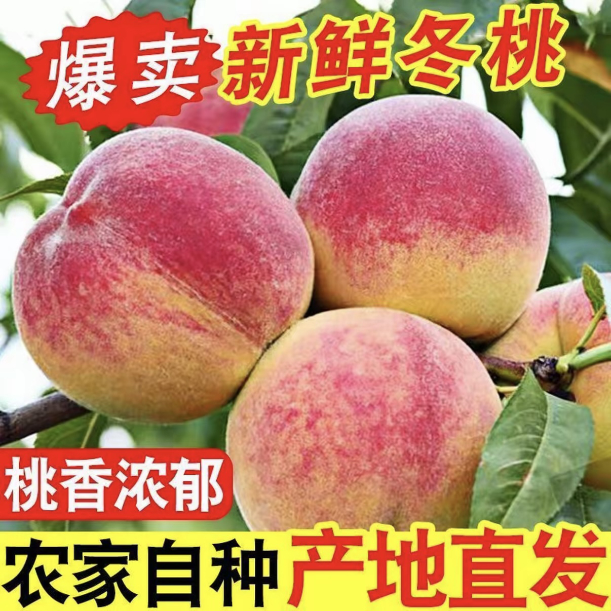 云南高山冬雪蜜桃应季脆甜离核新鲜果园现摘现发孕妇水果