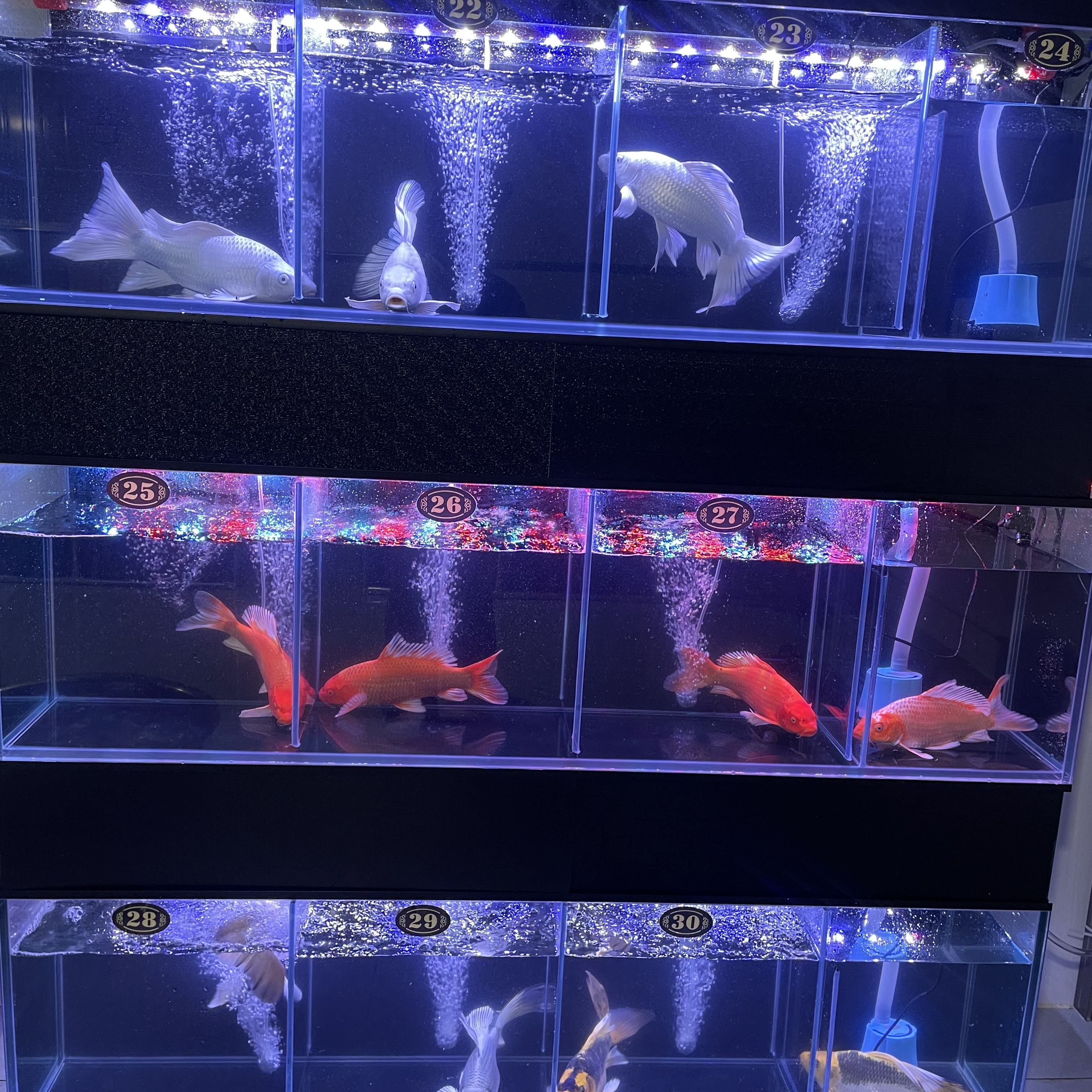 直播间一物一拍，活体观赏鱼蝴蝶鲤 货不对版全额退款