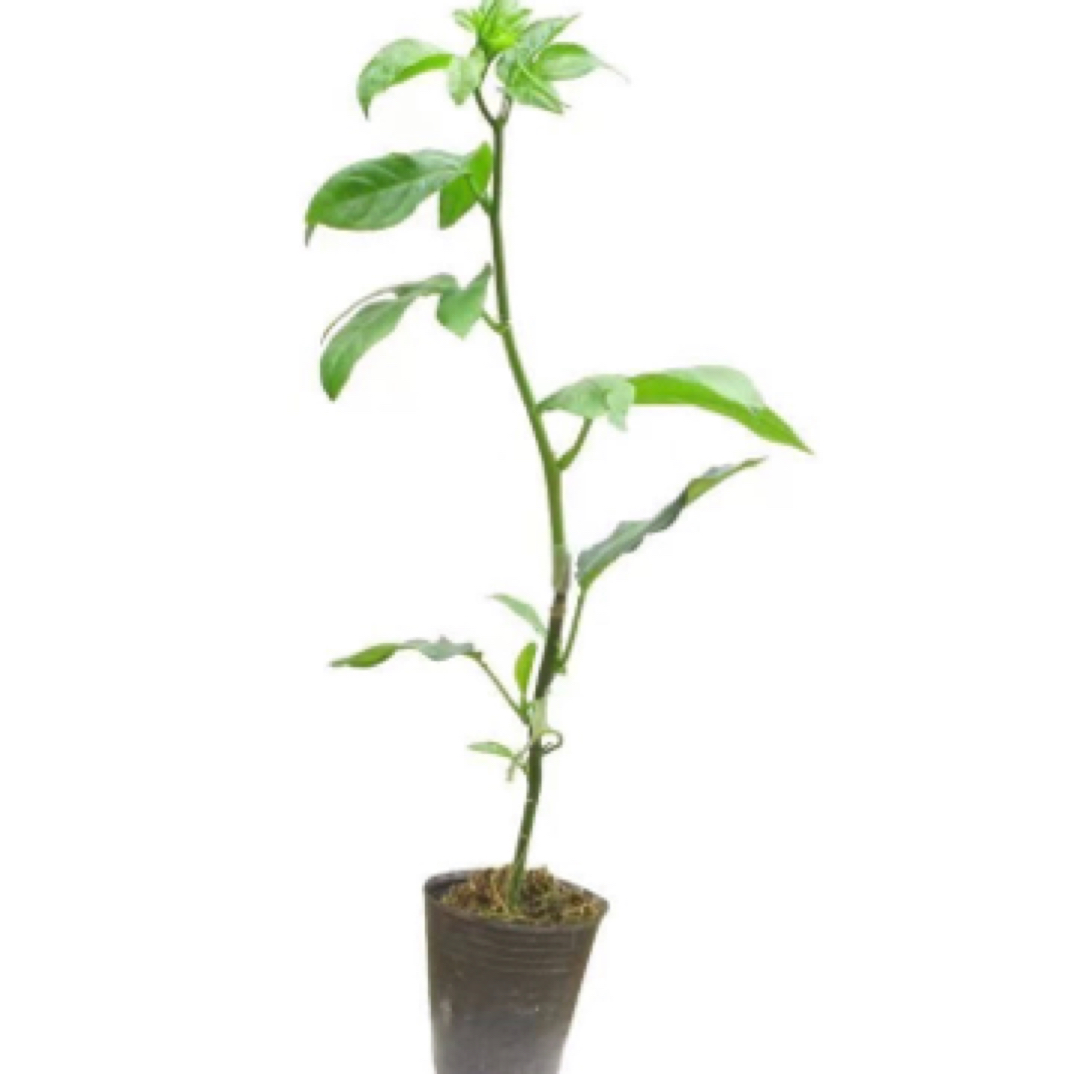 新品纯甜百香果苗带土带叶发货当年结果