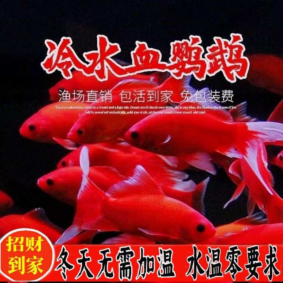 冷水鹦鹉鱼招财鱼淡水好养耐活黑葡萄眼金鱼活体冷水观赏鱼长短尾