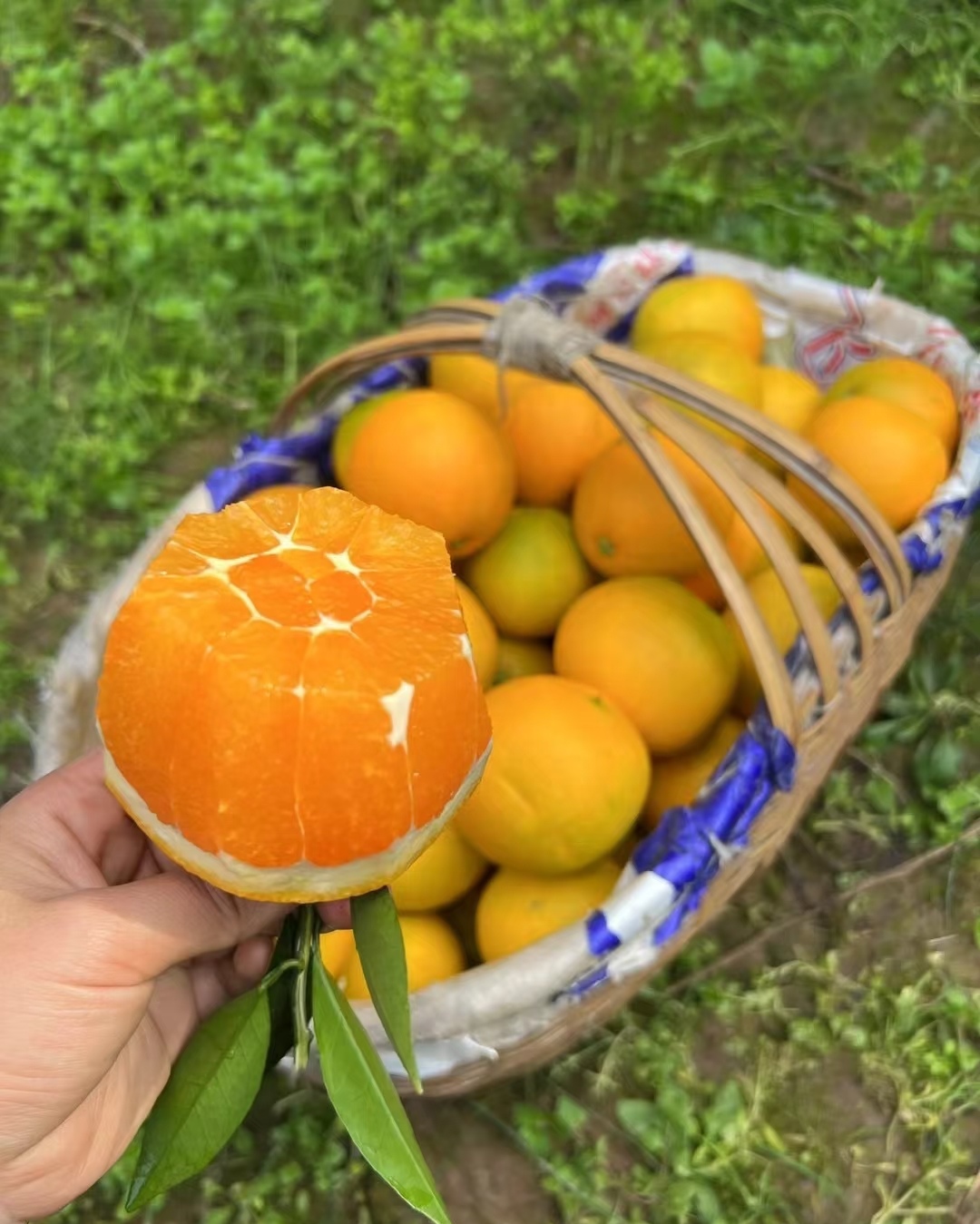 湖北秭归九月红果冻橙现摘应季新鲜水果冰糖橙橙子甘甜多汁柑橘