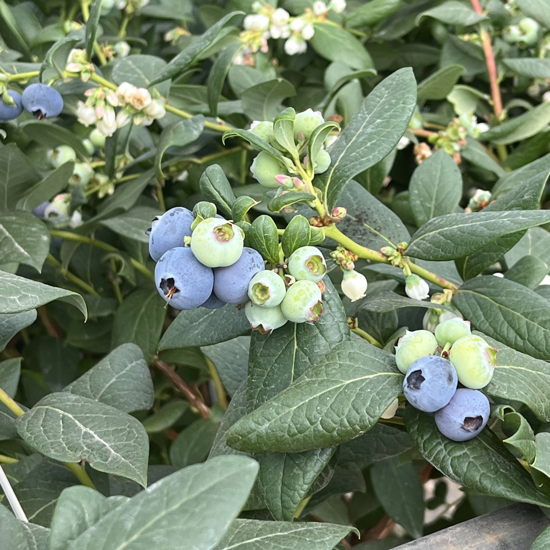 云南高原蓝莓树果苗 花香25带花发货 纯花香大果 南北方种植