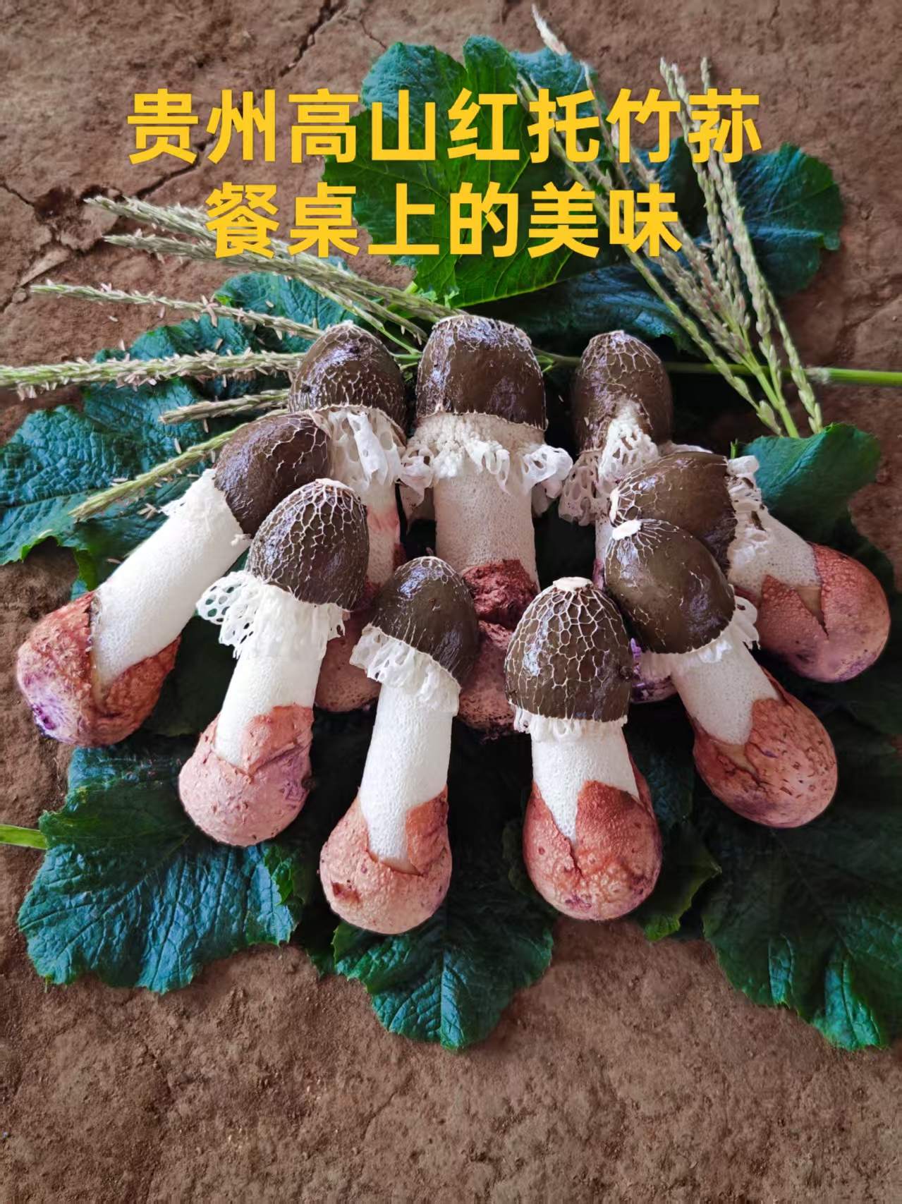 贵州高山农家自种红托竹荪新鲜-白帽断节（顺丰包邮）