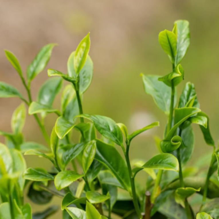 正宗潮州原产地凤凰单丛鸭屎香醇厚回甘 银花香