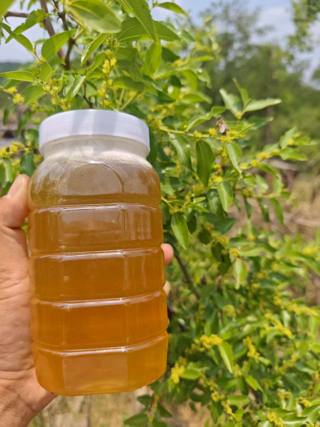 纯正天然酸枣花蜜枣花蜜无添加原蜜自产自销送勺子