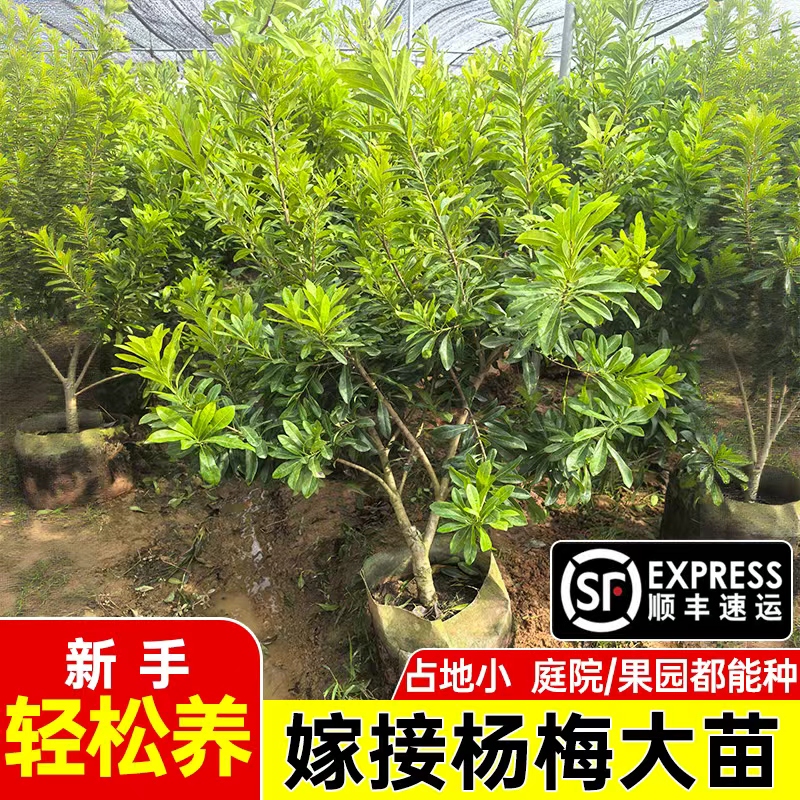 【直播专享】东魁杨梅树苗精品矮化东魁黑炭六月杨梅大杯苗带土带叶