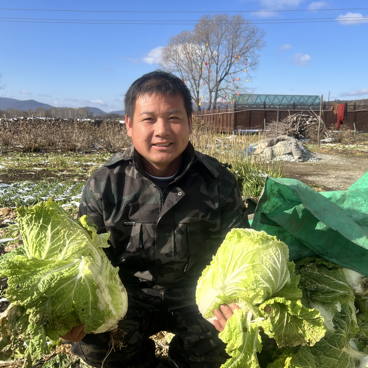 东北农家小园大白菜，牛粪种植，纯绿色无污染