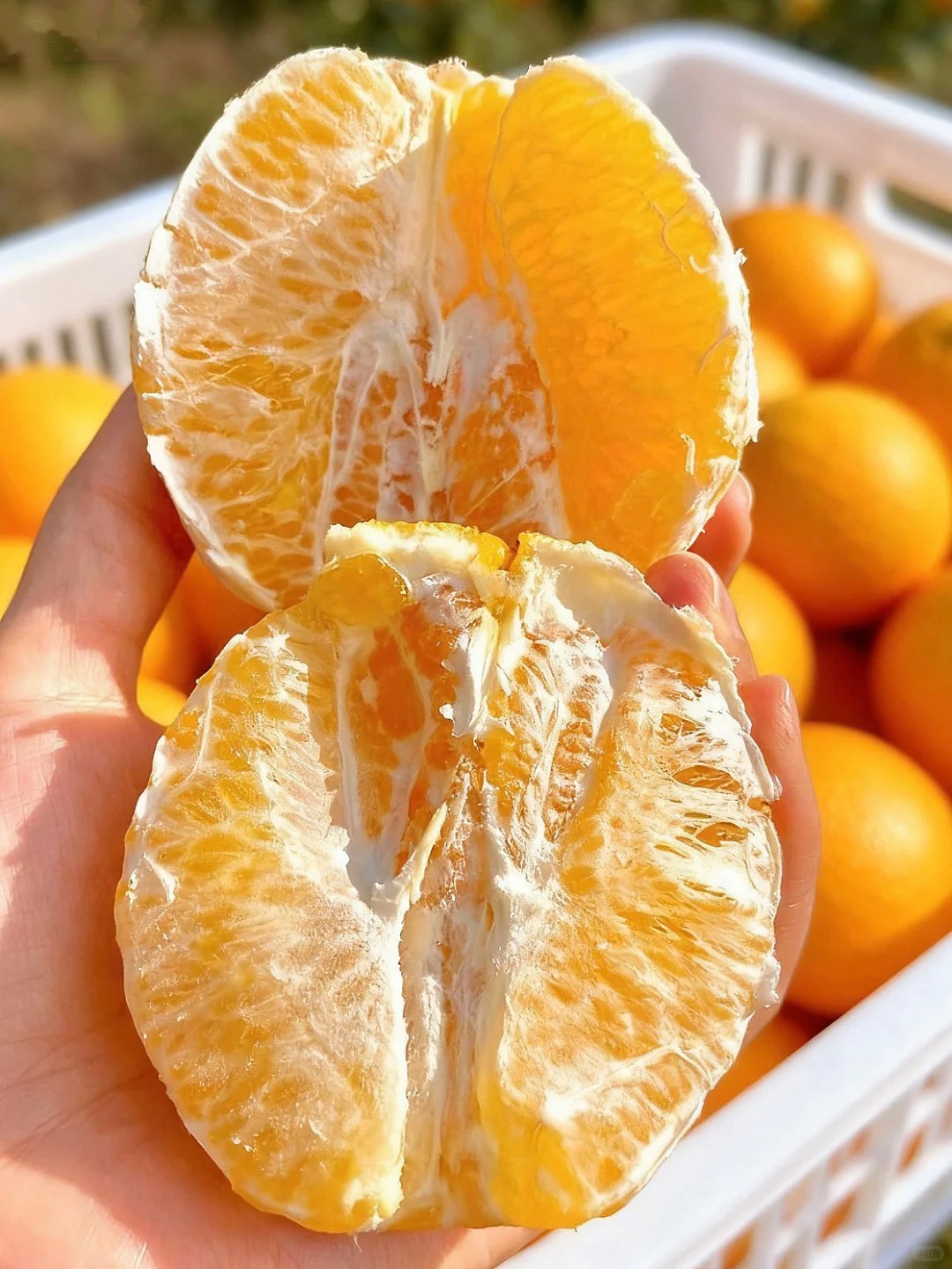 超级新鲜 正宗赣南脐橙果园直发新鲜现摘80mm橙子 自家种植