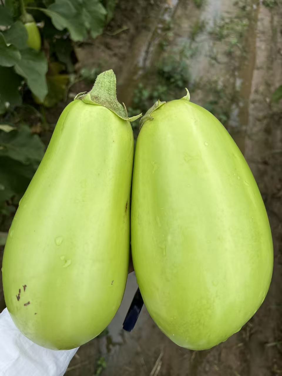 河南新鲜无籽青皮绿茄子鲜嫩可口可生吃当季蔬菜