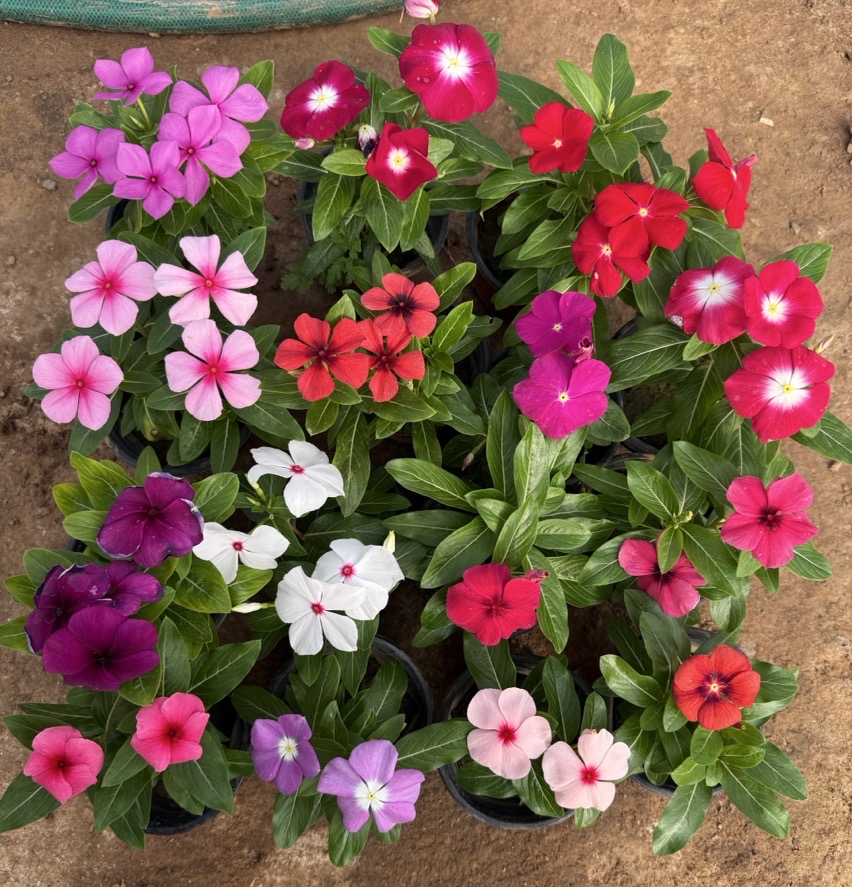 长春花盆栽-天天开四季开花耐高温带花苞适合庭院阳台种植