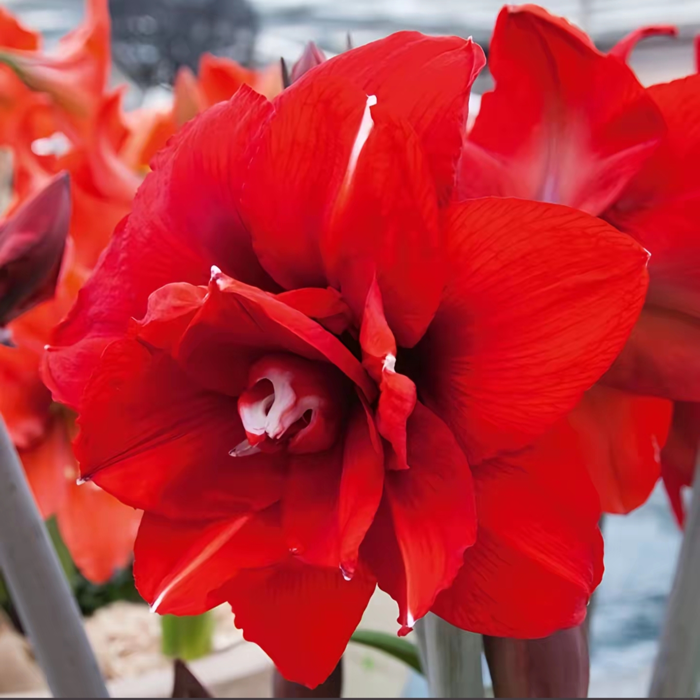 【双王】甜甜花园-秘鲁进口朱顶红种球-重瓣大花型