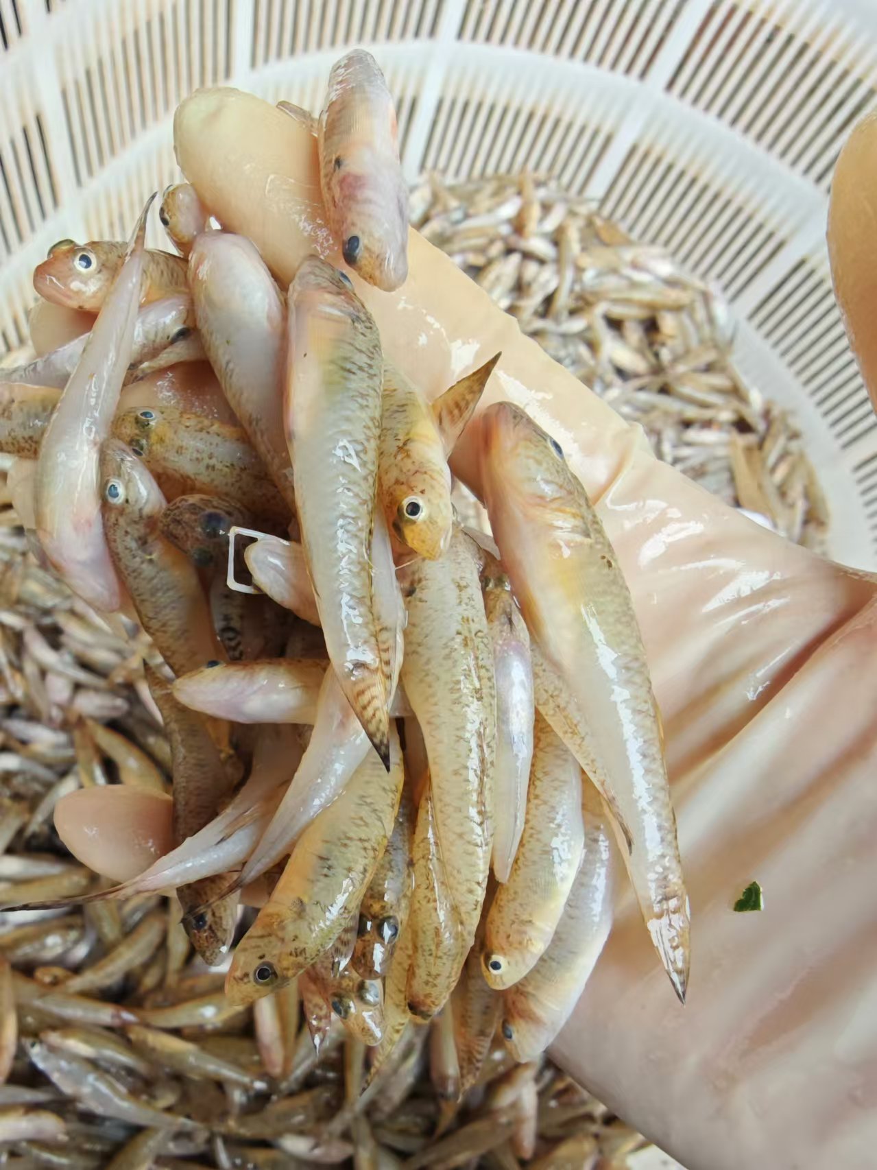 5斤顺丰包邮/广西野生小黄鱼趴地虎笋壳鱼山坑鱼狗肉鱼