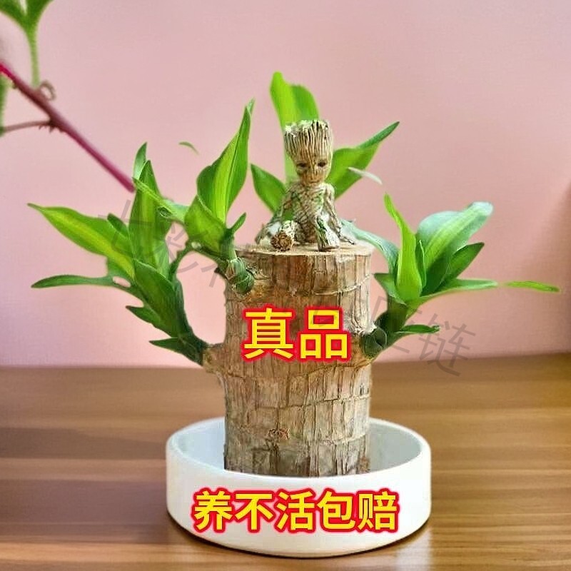 【带叶发货】水培巴西木幸运木创意绿植四季常绿开花桌面好养除甲醛