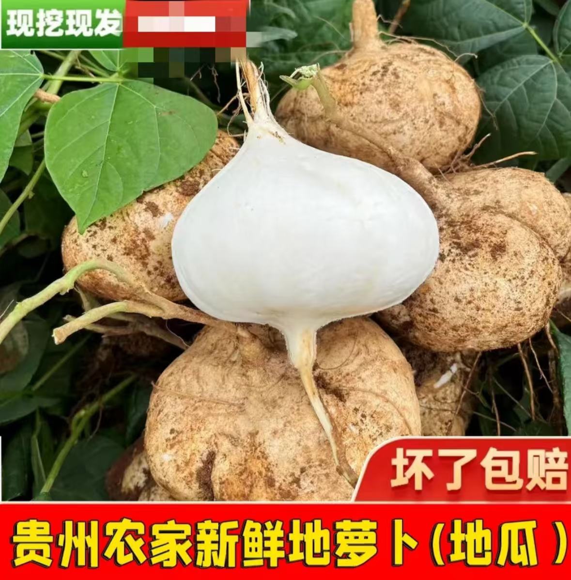 【开播福利】贵州黄泥沙种植地萝卜现挖现发脆嫩多汁当季水果