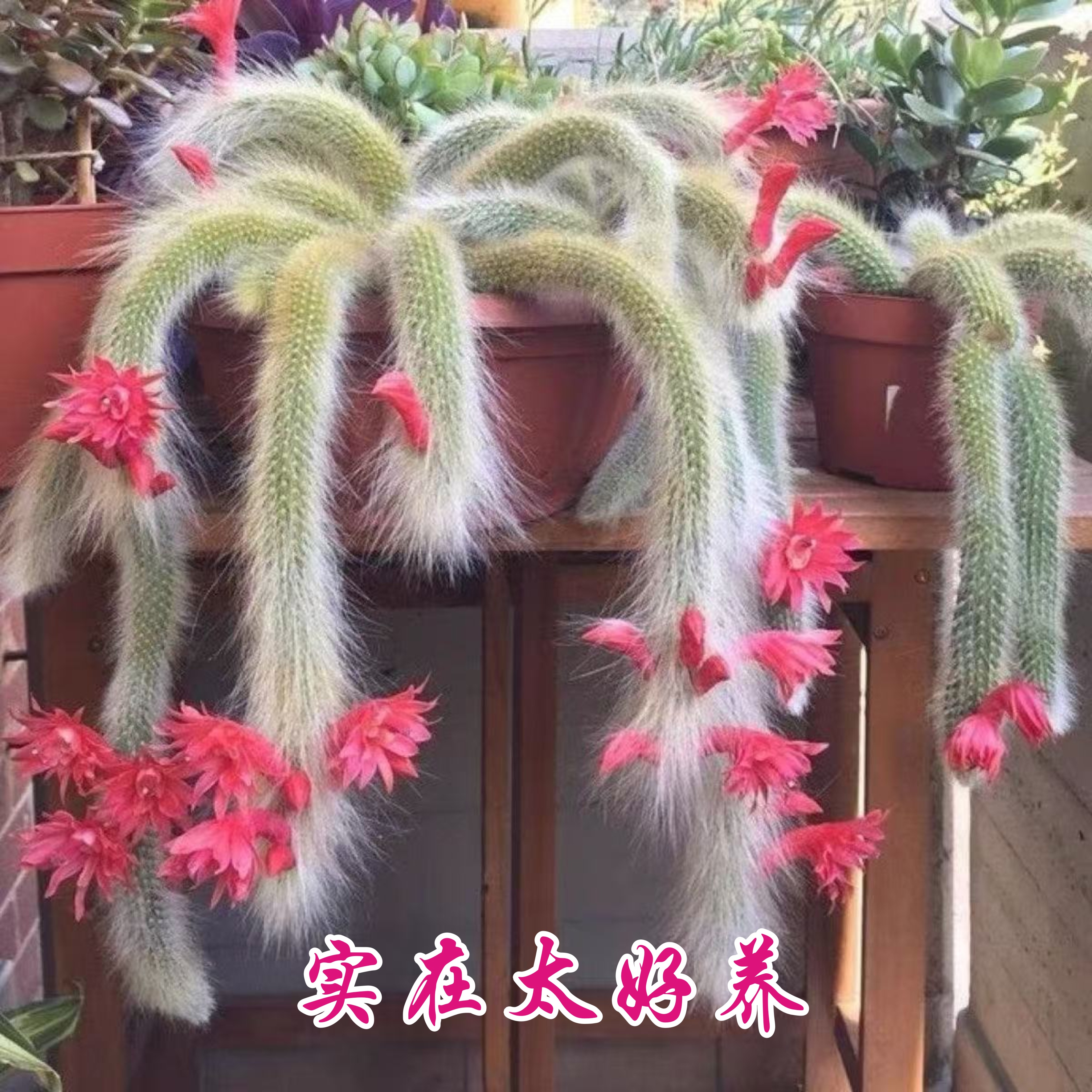 开花九尾狐多肉植物长毛软毛仙人掌高档开花仙人球猴尾巴室内盆栽