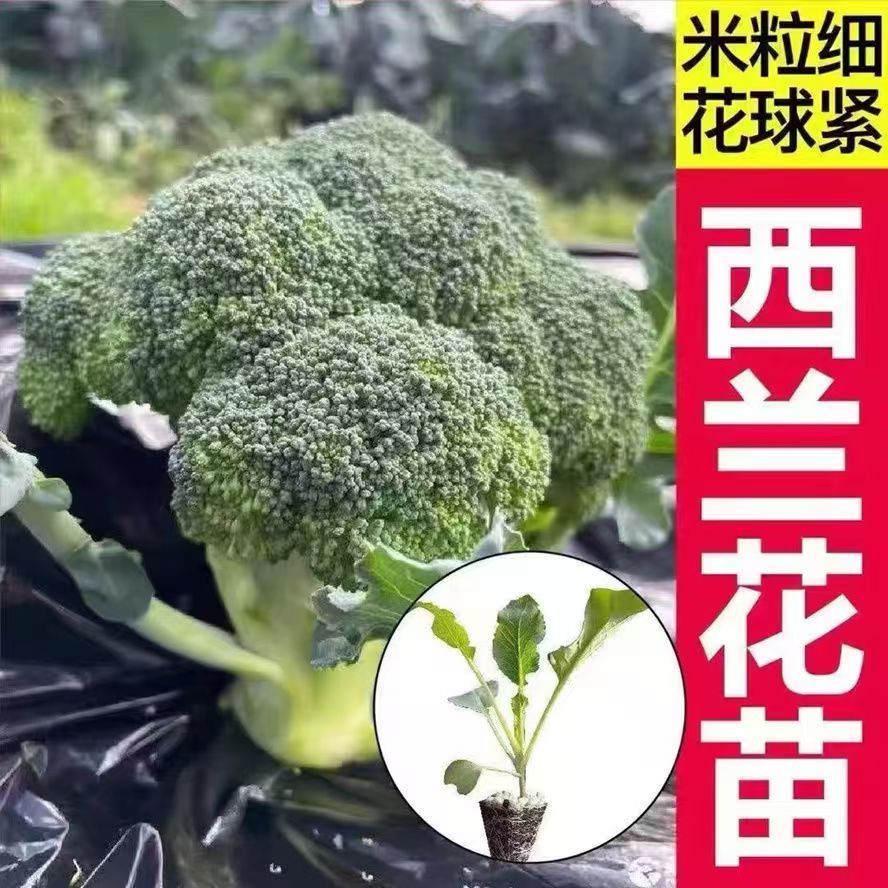西兰花苗有机花菜苗秧苗蔬菜苗西蓝花秋冬秧苗四季阳台盆栽种子苗