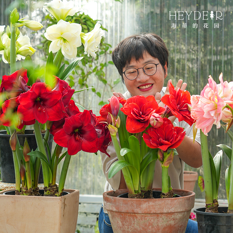 海蒂的花园进口秘鲁朱顶红多品园艺种球多年生室内植物阳台办公室