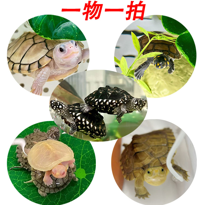 超萌好物巴西龟斑点龟珍珠龟观赏黄耳地图火焰龟草龟直播选龟