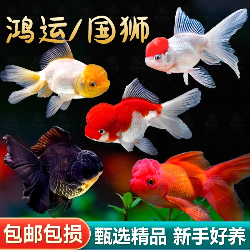 发小金鱼活鱼观赏鱼冷水淡水红草鱼锦鲤鱼好养耐活鸿运当头国粹