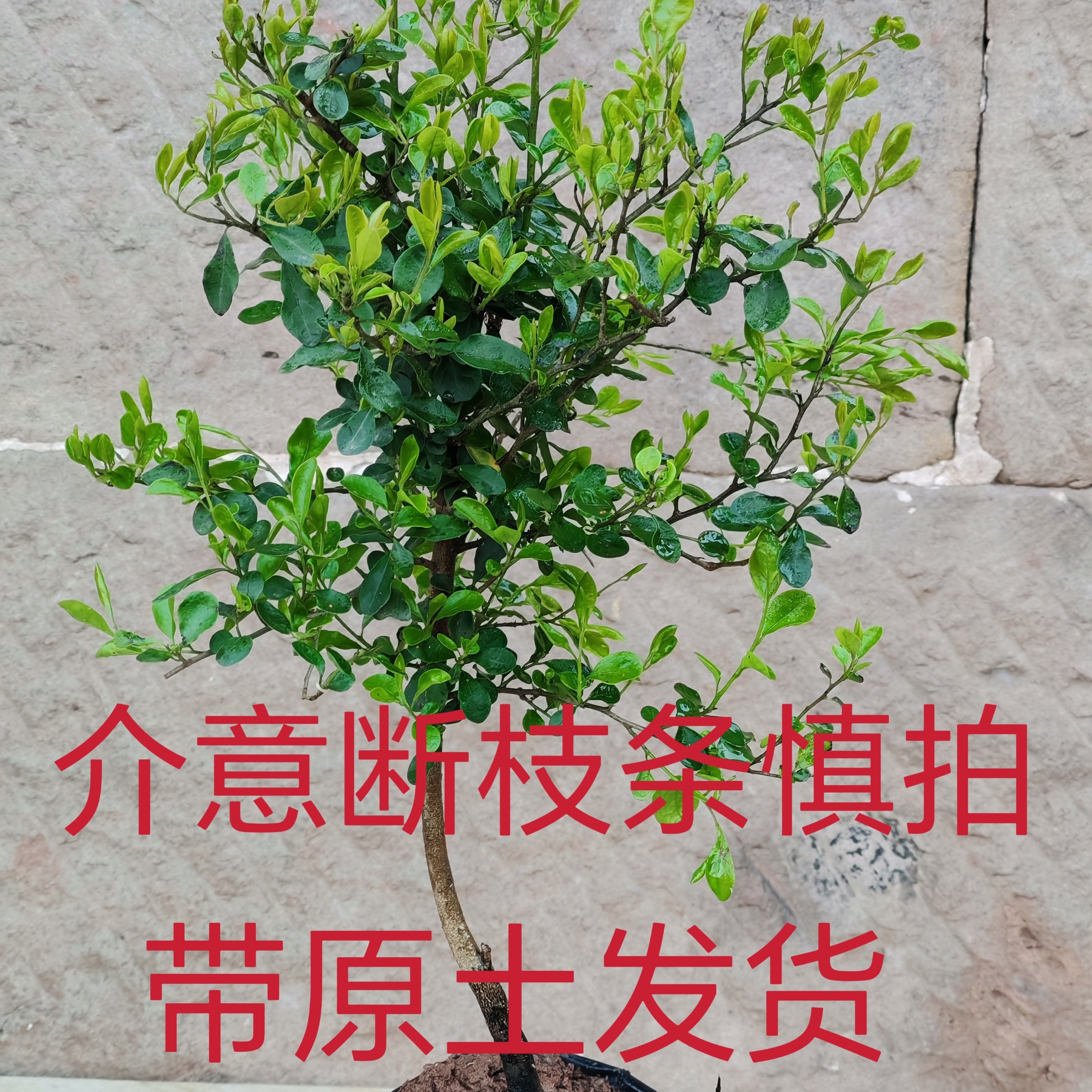 灌木金弹子盆栽金弹子包邮原生金弹子盆景花卉介意断枝条慎拍