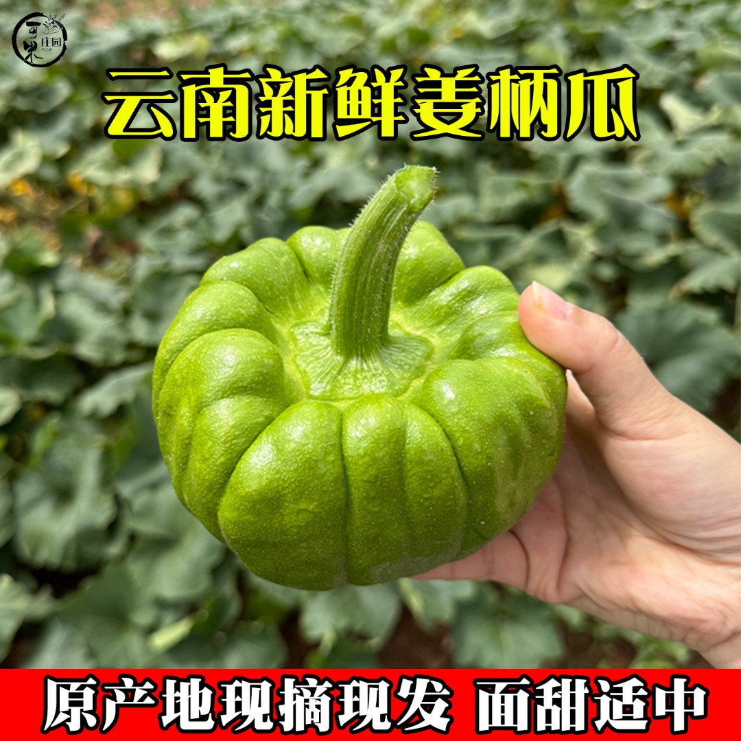云南姜柄瓜嫩南瓜清甜粉面新鲜蔬菜小麦瓜小绿瓜姜饼产地直发包邮