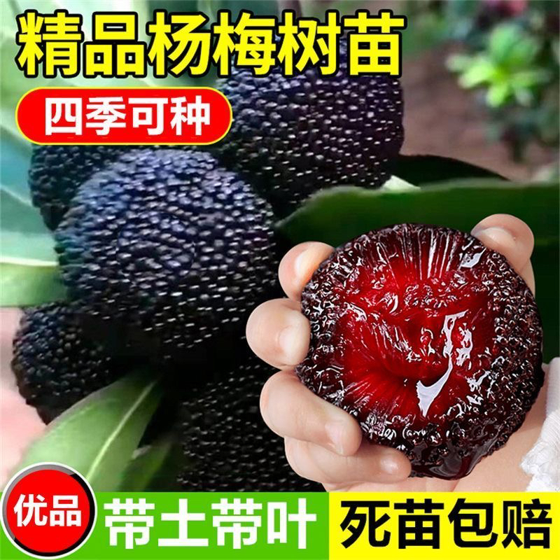 大黑炭杨梅苗南北方地栽特大果树苗盆栽嫁接早熟杨梅树苗当年结果