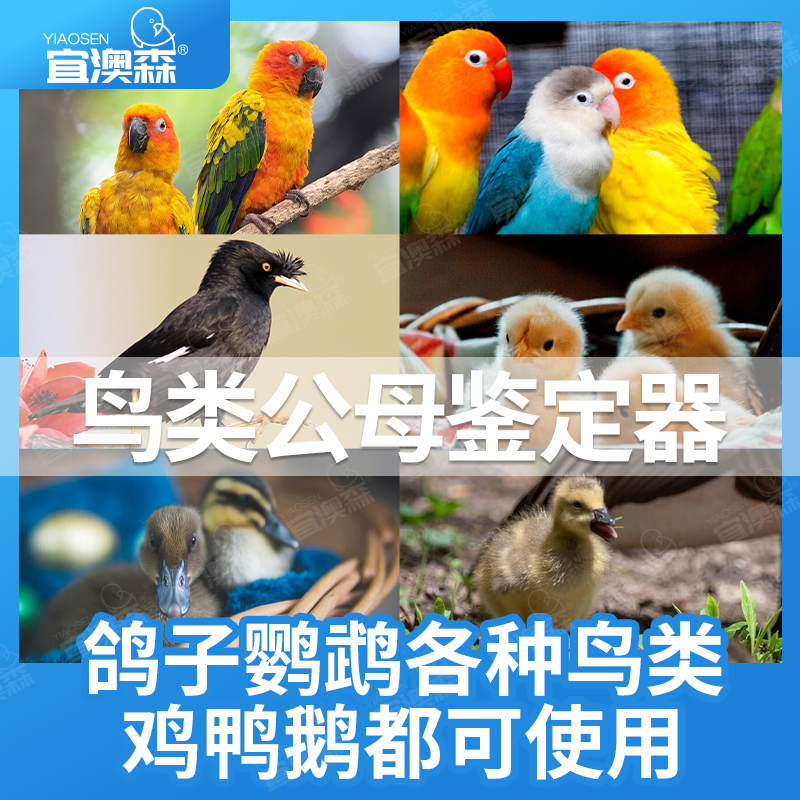 公母鉴别神器鹦鹉玉鸟公母鉴别仪雌雄鉴别神器鸡鸭鹅鸽子通用