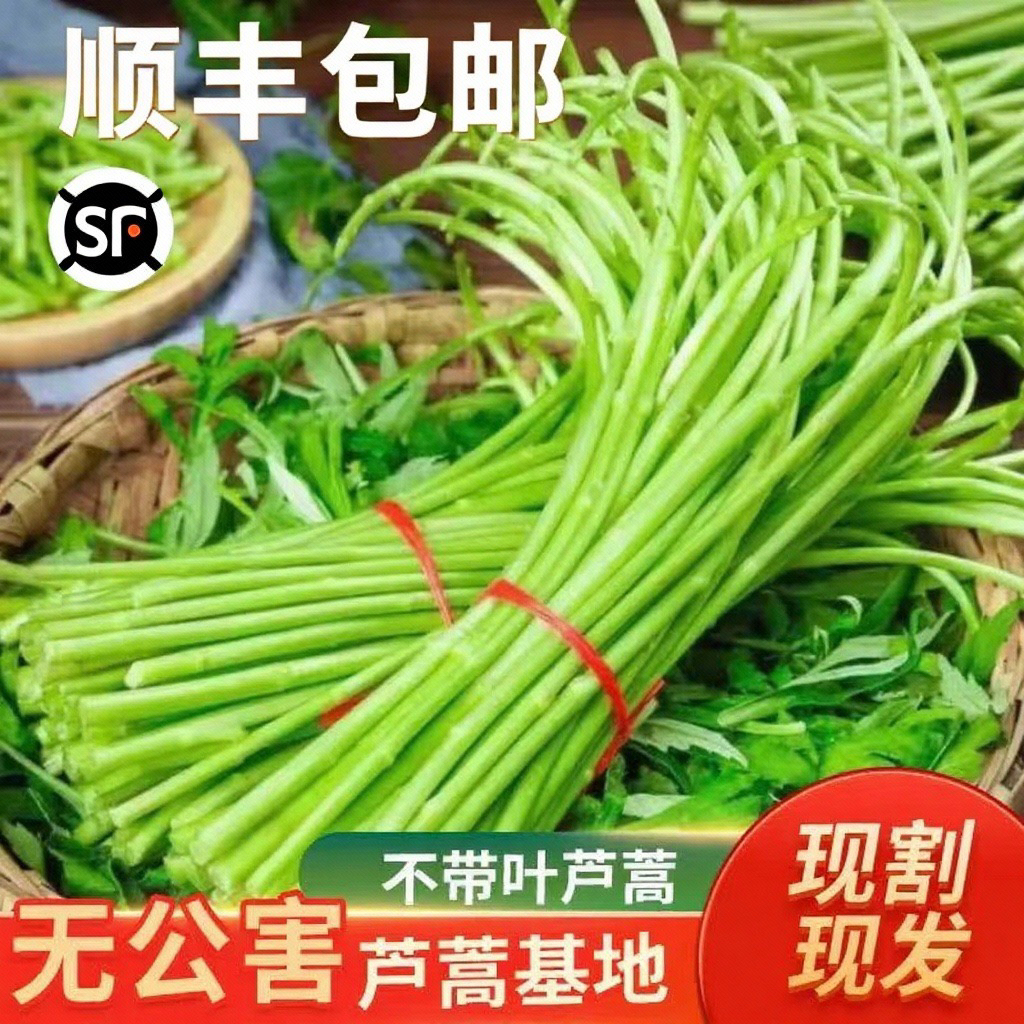 【顺丰/冷链包邮】现采现发新鲜蔬菜藜蒿芦蒿泥蒿产地直发新鲜到家