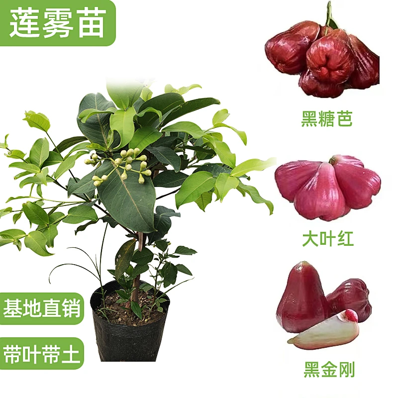 铭焕园林黑糖芭比挂果黑金刚大叶红莲雾阳台盆栽庭院种植结果带土
