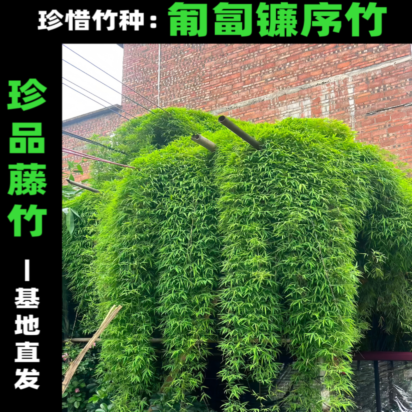 珍惜藤竹爬藤竹藤盆栽客厅绿植园林造景观赏竹竹苗内门竹基地直发