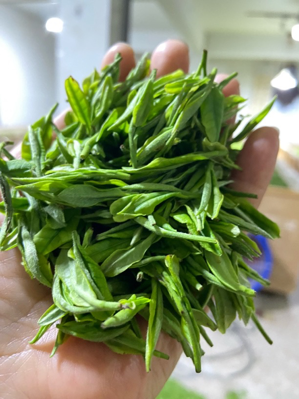 六姐家的茶【兰香】安吉原产地兰香小嫩尖芽茶叶原产地茶叶新茶白茶