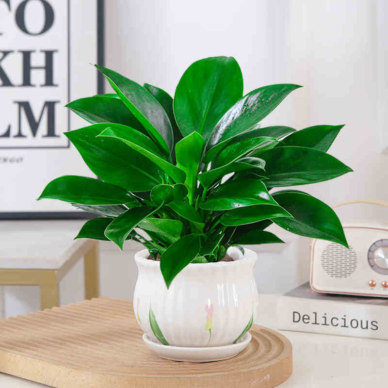 大叶金钻盆栽室内绿植吸甲醛净化空气四季常青可水培土培