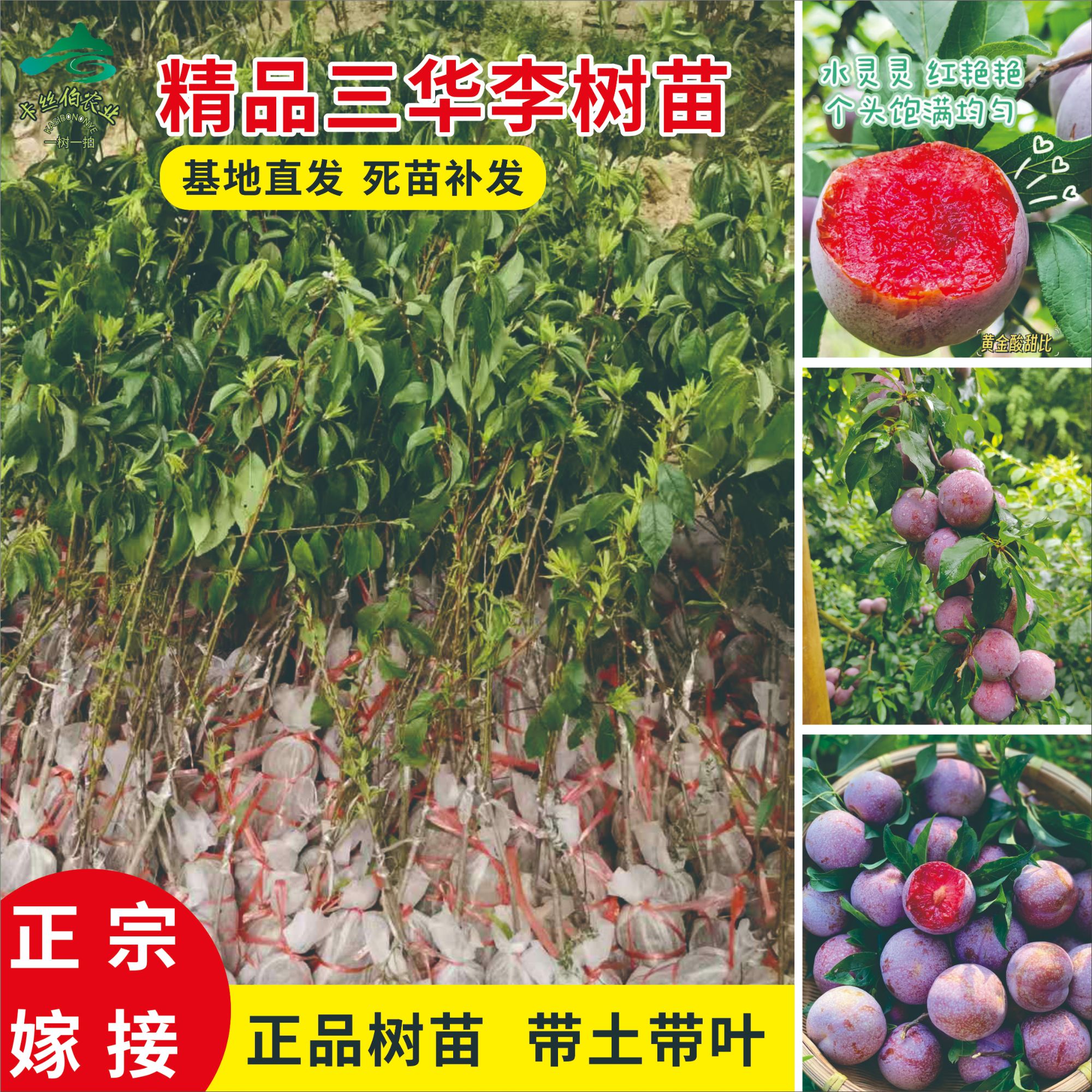 钱排银妃三华李子树苗红心两年嫁接果苗适合南北方种植可投资种植