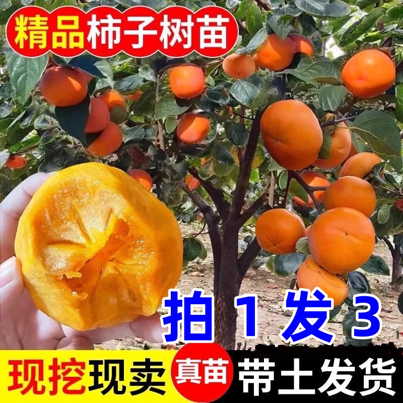 正宗嫁接脆甜柿火晶柿磨盘柿子苗抗寒南北方均可种植盆栽地栽柿子