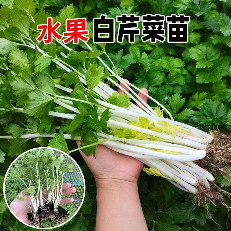 红白杆芹菜苗可批发适合四季种植全国可种的白芹苗红芹苗根芹苗