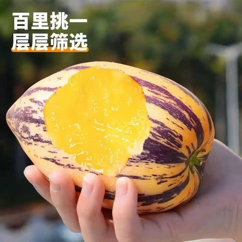 【沙漠人参果】甘肃民勤树上熟精品人参果黄肉新鲜应季清甜多汁水果