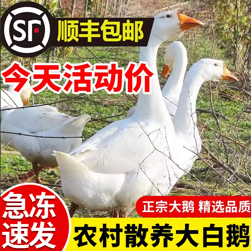鹅肉新鲜大鹅整只农家散养大白鹅正宗现杀大鹅生鲜冷冻白条鹅