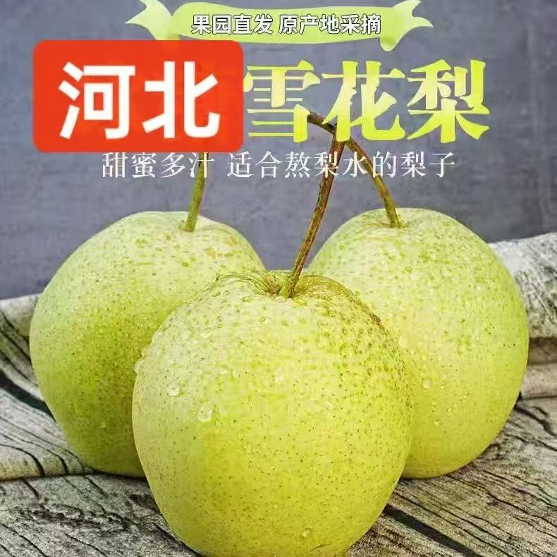 河北雪新鲜当季梨子大果适合煮水熬汤