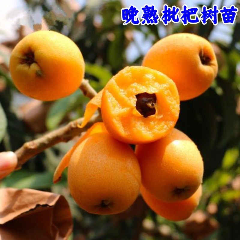 正宗反季枇杷树苗晚成熟枇杷树苗嫁接反季节枇杷树苗耐寒枇杷树苗