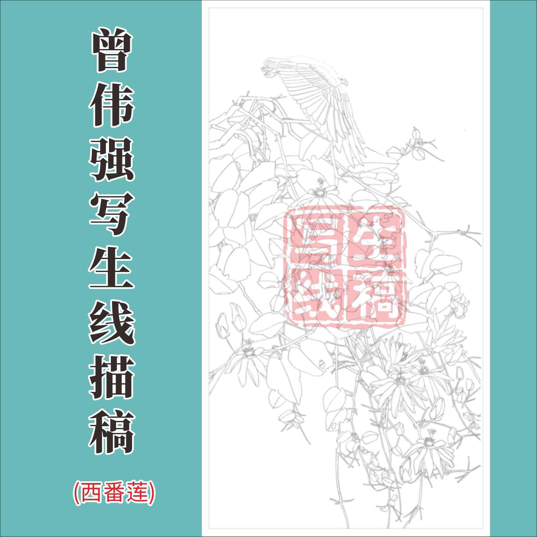 《西番莲》写生白描稿138*68